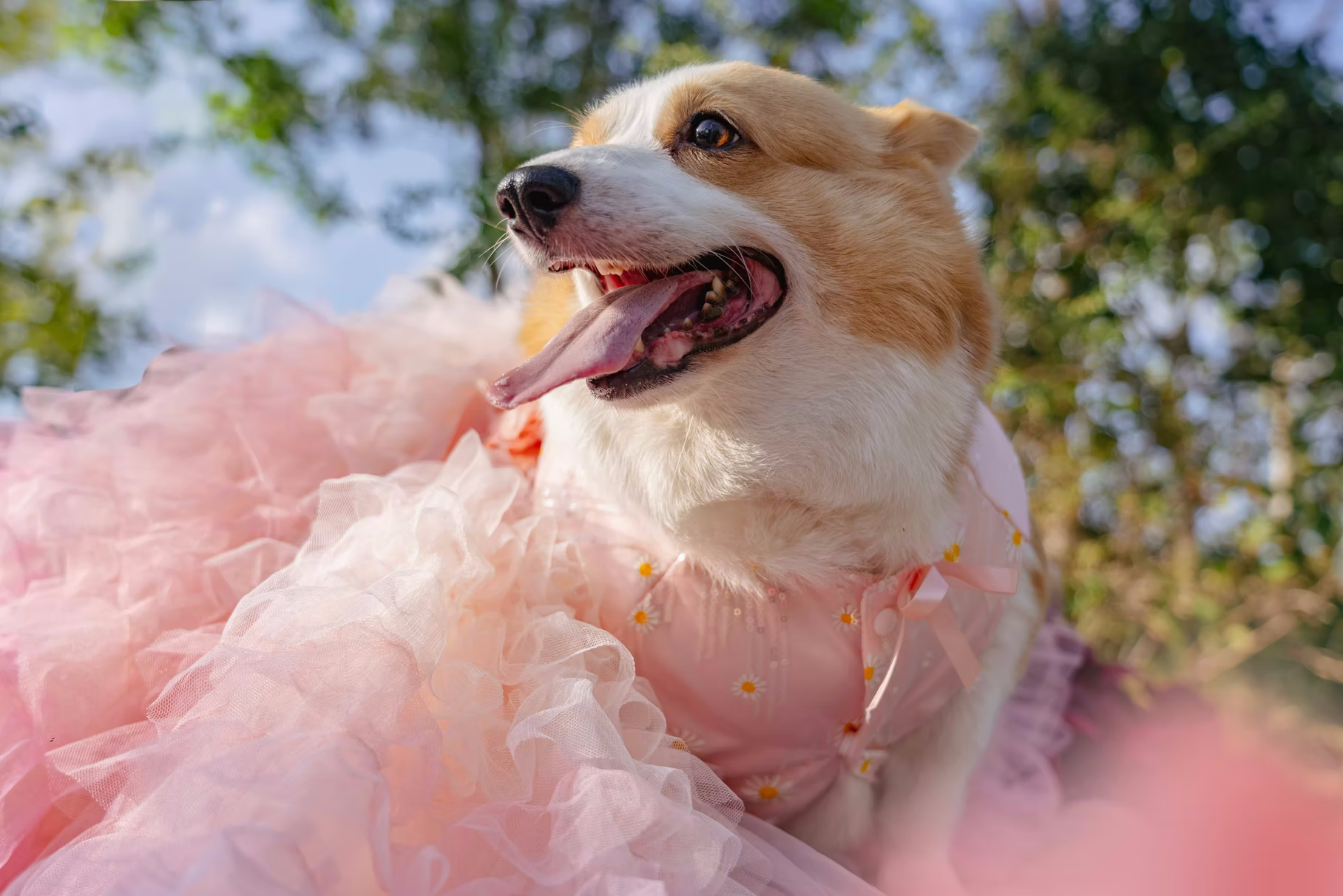 Cão vestido para casamento
