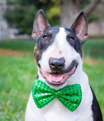 Cão com laço verde acompanhado com cuidado atento