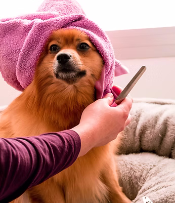 Cão confortável durante evento com manta