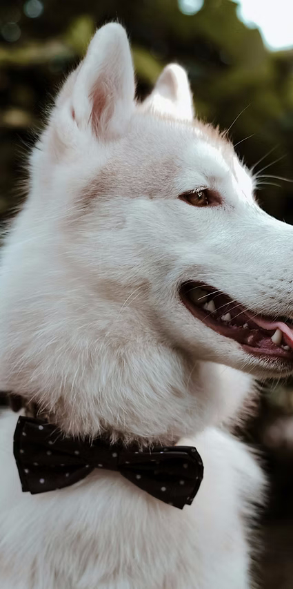 Cão branco elegante com laço preto em ambiente exterior